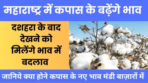 दशहरे के बाद बदलेंगे महाराष्ट्र में कपास के भाव, कपास की कीमतों में आएगा बड़ा बदलाव Dusshera Cotton New Rates 2024